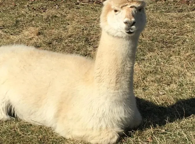 Baeckerei Mueller - Grosse Mit Mid Century Charme, Zentral, Sehr Gut Fuer Familien, Privat, Stadt&natur, Cafe Im Haus *